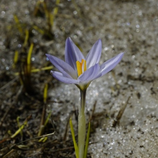 Crocus adamii